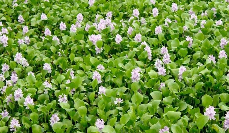 bảo quản sản phẩm lục bình đúng cách